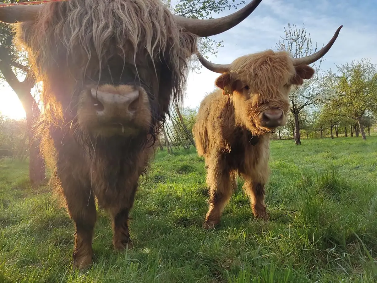 Herman & Maja