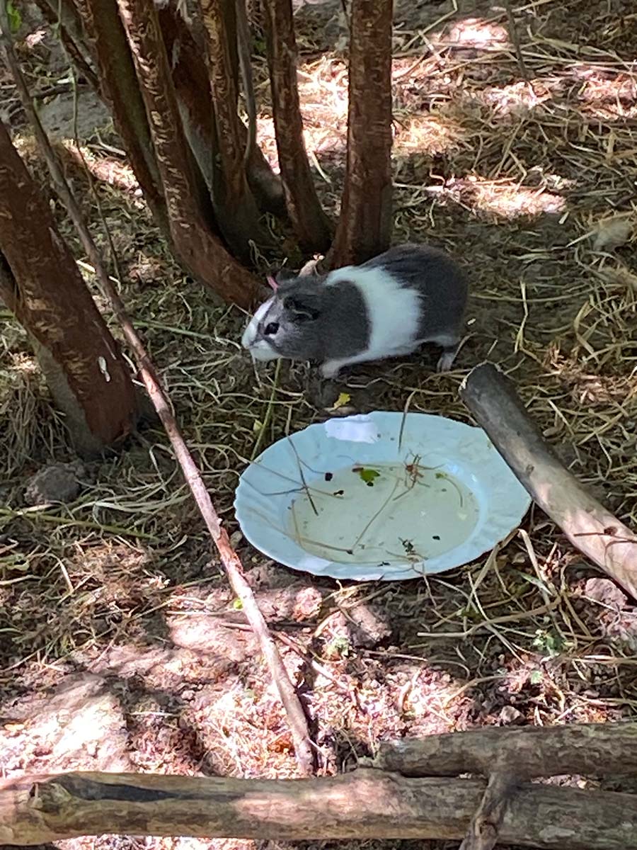 Die Meer­schweinchen Truppe