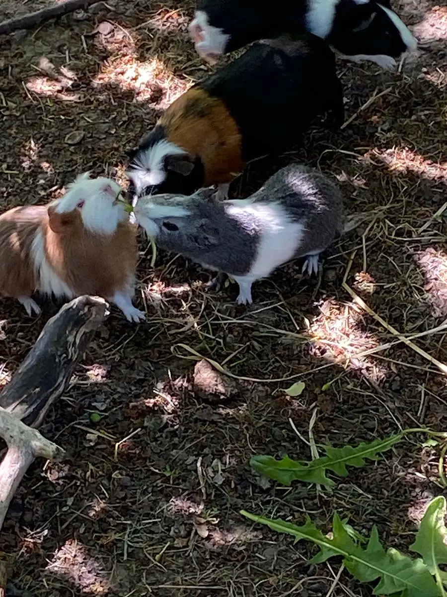 Die Meer&shy;schweinchen Truppe