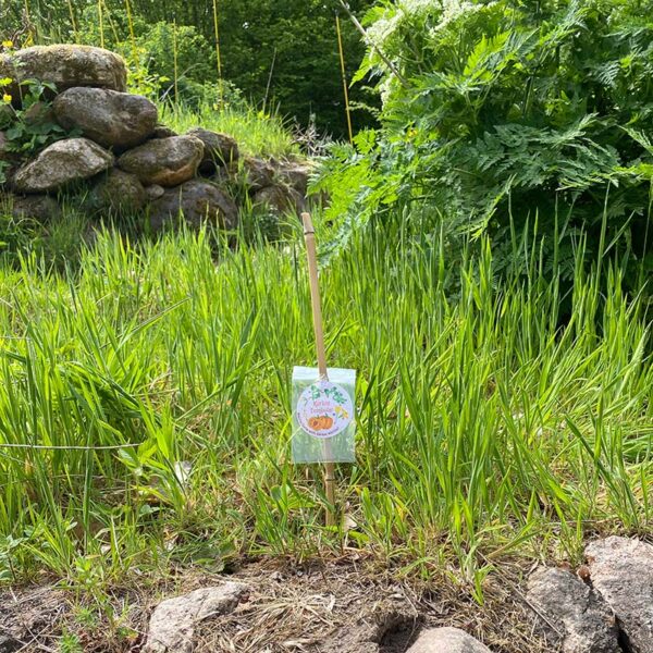 Kürbiskern Pflanzung