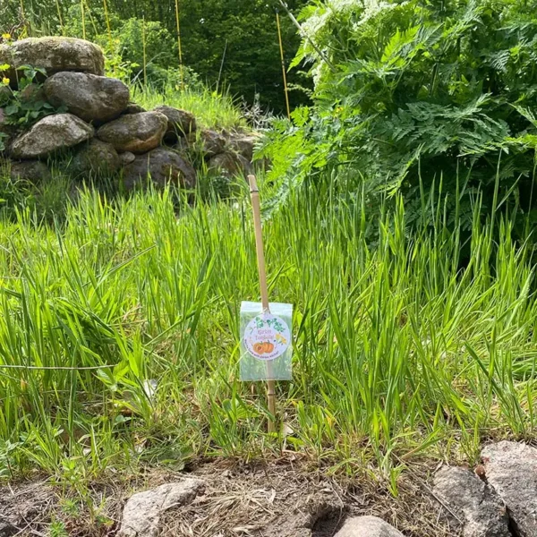Kürbiskern Pflanzung