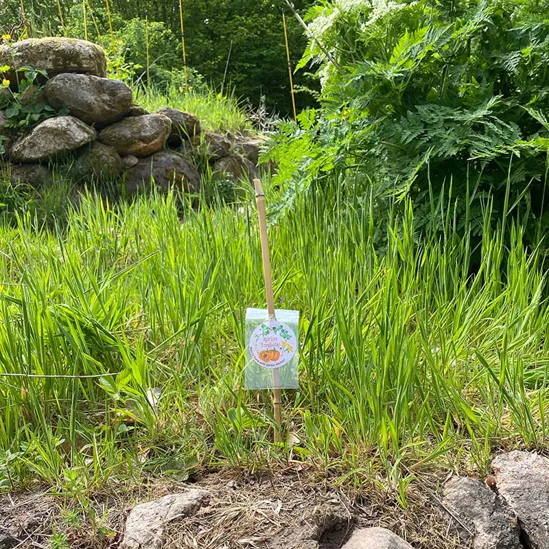 Kürbiskern Pflanzung