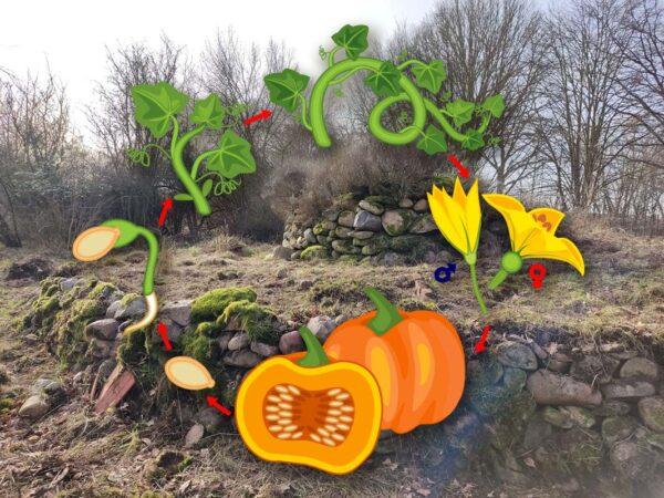 Kürbisspirale-Workshop