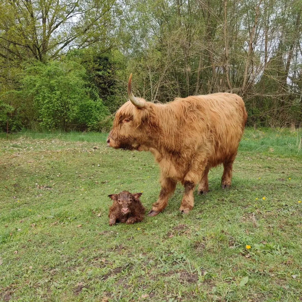 Maja und Kalb