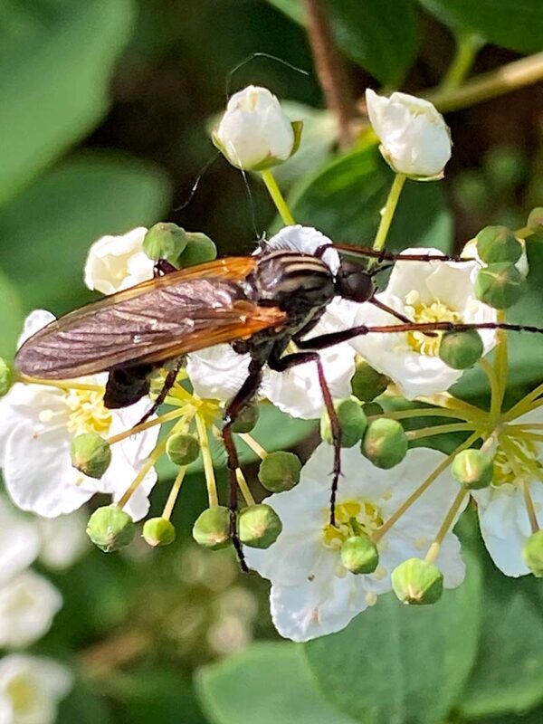 Gewuerfelte Tanzfliege 3
