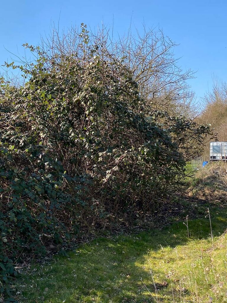 Vorher: Die Quittenbäume waren fast vollständig vom dichten Brombeerdickicht überwuchert.