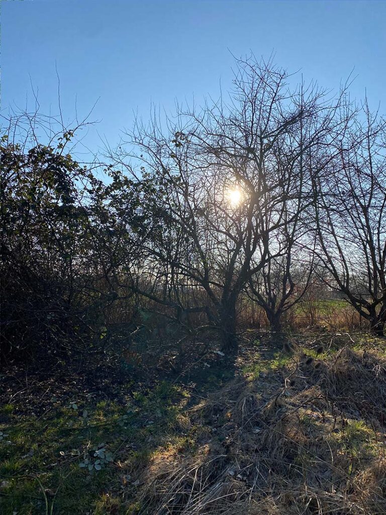 Nach dem Freischnitt: Die Bäume sind wieder sichtbar – mit viel Licht, Luft und Raum zum Atmen.