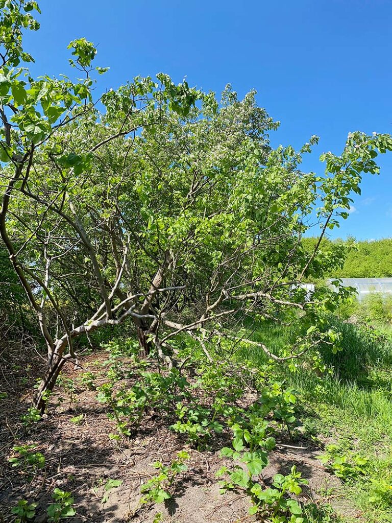 Frühlingserwachen: Ein Quittenbaum blüht – zart und wunderschön, bereit für einen neuen Gartenabschnitt.