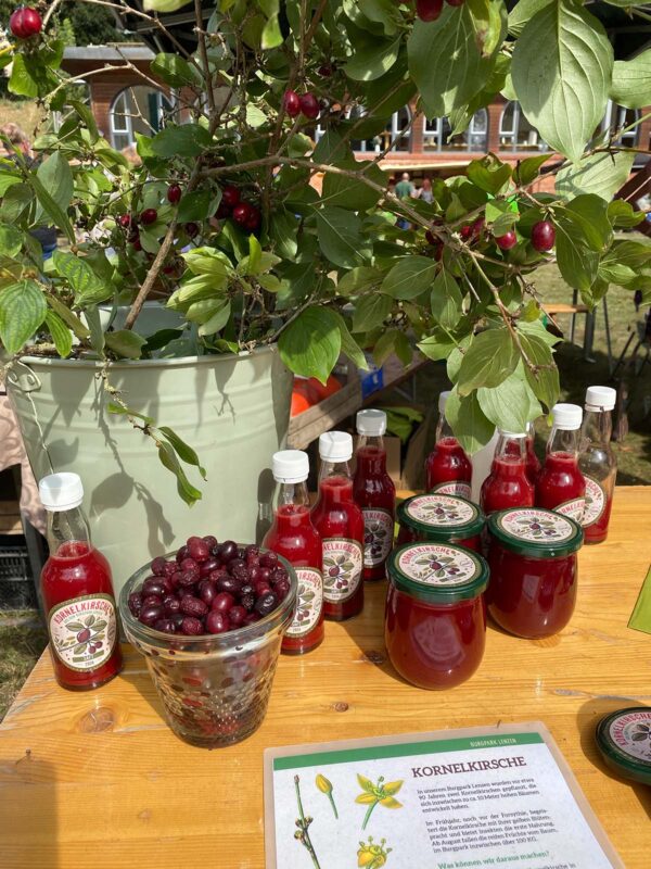 Kornelkirsche Regionalmarkt Burg Lenzen 2024 Kornelkirsche Regionalmarkt Burg Lenzen 2024