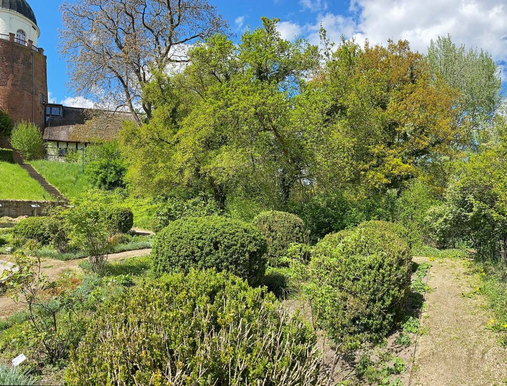 Kornelkirschenbäume im Rosengarten